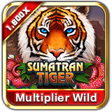 Sumatran-tiger