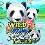 Wild-giant-panda
